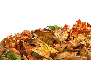 Image showing Autumn dry maple leafs on white background 