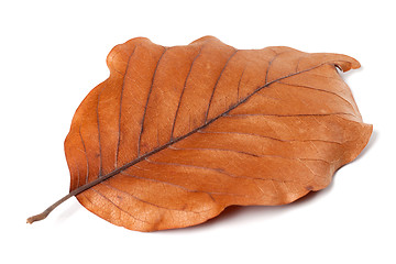 Image showing Dry autumn leaf of magnolia on white background