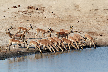 Image showing drinking impala herd