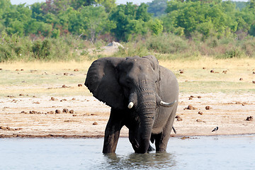 Image showing herd of African elephants drinking at a muddy waterhole