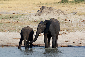 Image showing herd of African elephants drinking at a muddy waterhole