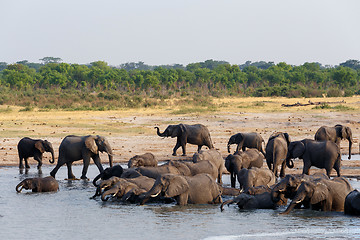 Image showing herd of African elephants drinking and bathing on waterhole