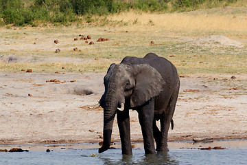 Image showing herd of African elephants drinking at a muddy waterhole