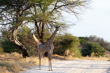 Image showing Giraffa camelopardalis in national park, Hwankee