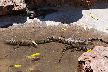 Image showing baby of a Nile Crocodile