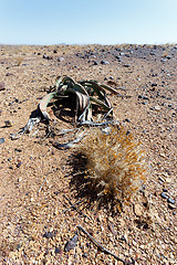 Image showing Welwitschia mirabilis, Amazing desert plant, living fossil