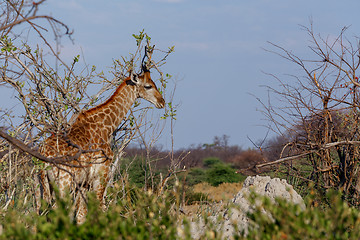 Image showing Giraffa camelopardalis in national park, Hwankee