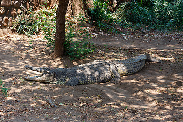 Image showing Portrait of a Nile Crocodile