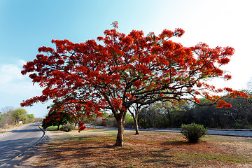 Image showing Delonix Regia (Flamboyant) tree with blue sky.