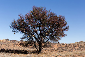 Image showing Tree in kgalagasi transfontier park