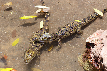 Image showing baby of a Nile Crocodile