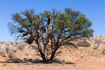 Image showing African masked weaver big nest on tree