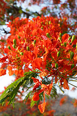 Image showing detail of Delonix Regia (Flamboyant) tree