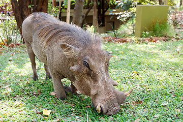 Image showing close up portrait of wart hog male in campsite