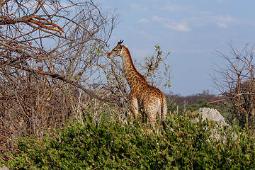 Image showing Giraffa camelopardalis in national park, Hwankee