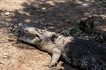 Image showing Portrait of a Nile Crocodile