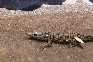 Image showing baby of a Nile Crocodile