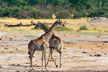 Image showing Giraffa camelopardalis in national park, Hwankee