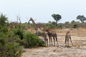 Image showing Giraffa camelopardalis in national park, Hwankee