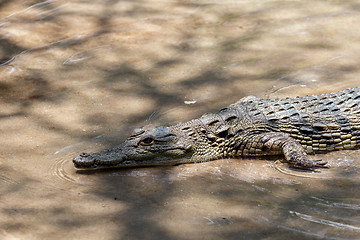 Image showing Portrait of a Nile Crocodile