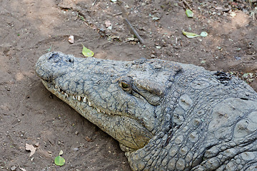 Image showing Portrait of a Nile Crocodile