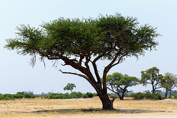 Image showing Large Acacia tree in the open savanna plains Africa