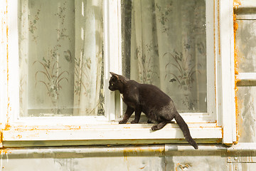 Image showing black cat