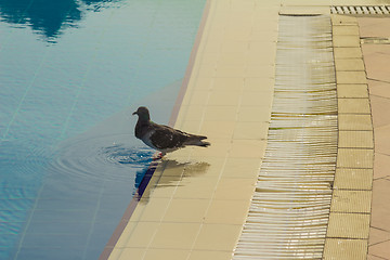 Image showing Dove pool