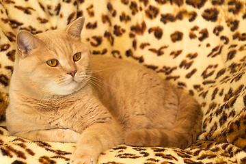 Image showing Red Cat