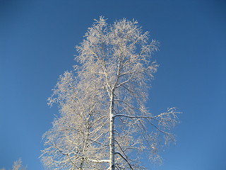Image showing Norwegian winter tree
