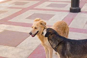 Image showing two dogs   