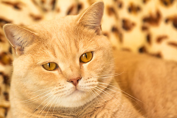 Image showing Red Cat