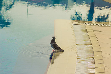 Image showing Dove pool