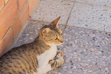 Image showing motley cat  