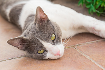 Image showing motley cat  