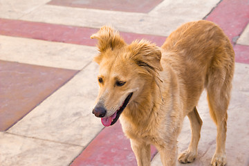 Image showing red dog