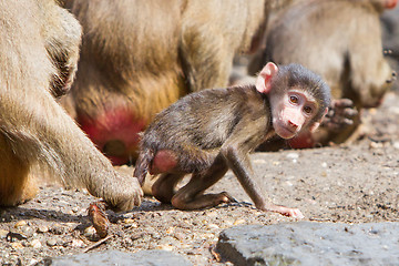 Image showing Female baboon with a young baboon