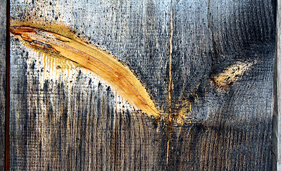 Image showing Very old weather beaten board with a colourful sprig.