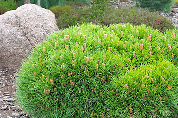 Image showing Dwarf pine. Landscaping element.