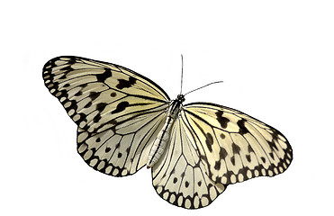 Image showing Rice Paper Butterfly