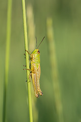 Image showing Green grasshopper.