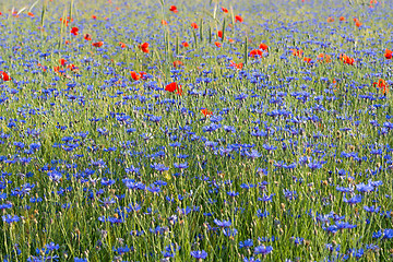 Image showing Field with cornflowers and red poppies.