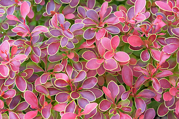 Image showing Bush with red leaves.