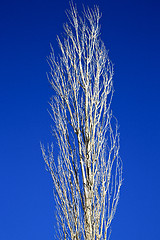 Image showing dead wood in the  morocco africa winter