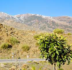 Image showing in ground africa morocco the bush  dry atlas mountain