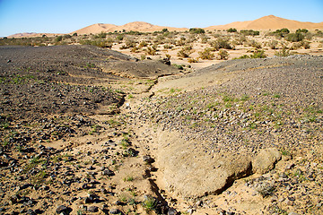 Image showing  old fossil in   desert of morocco sahara and rock  stone 