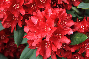 Image showing rhododendron as very nice flower background