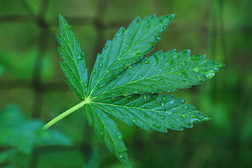 Image showing marijuana plant and water