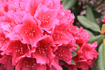 Image showing rhododendron as very nice flower background