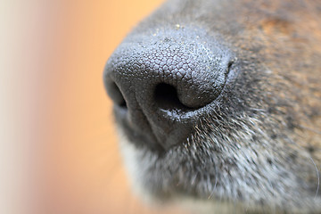 Image showing detail of dog nose